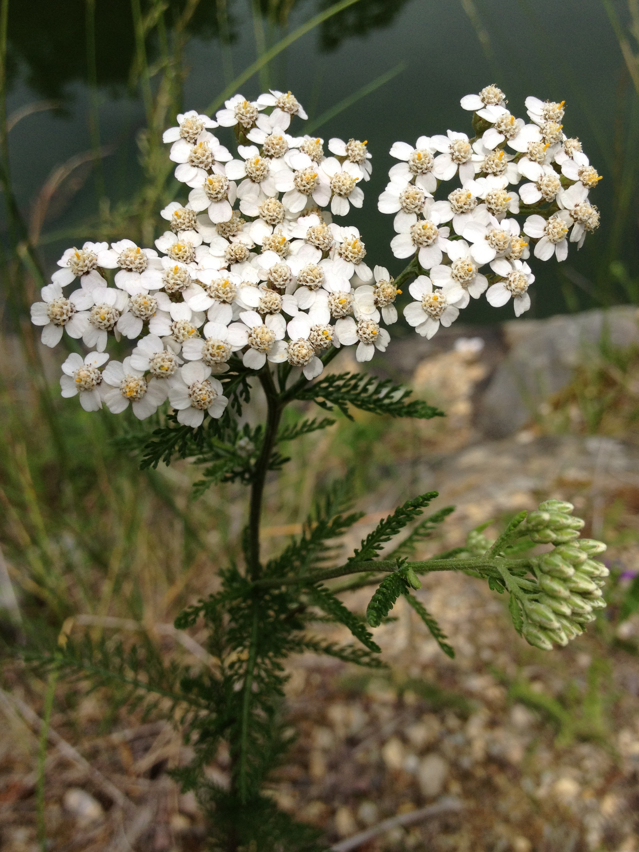 Achillea_millefolium_-_Common_Yarrow