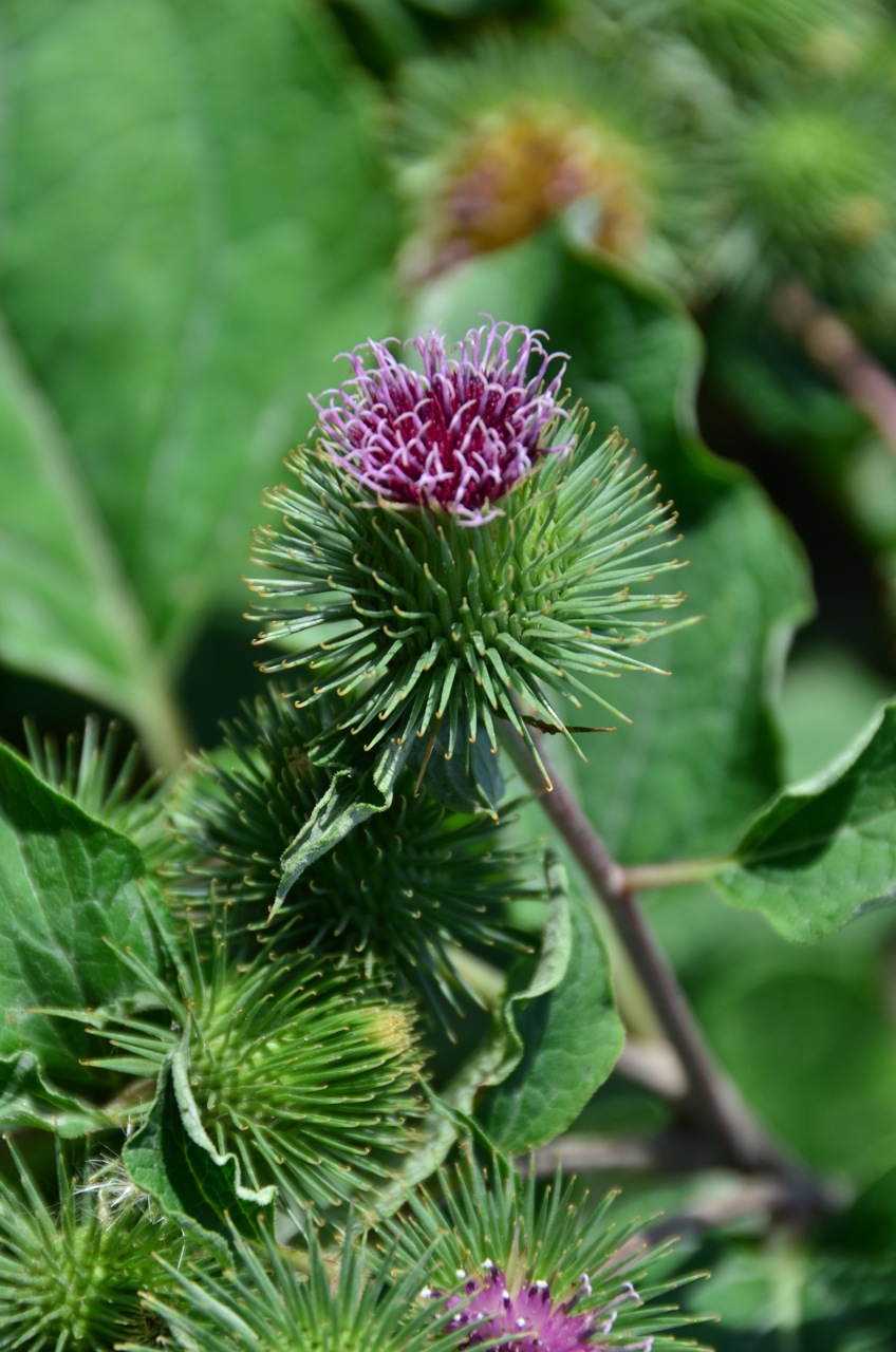 Arctium_lappa_burdock - blue stone apothecary