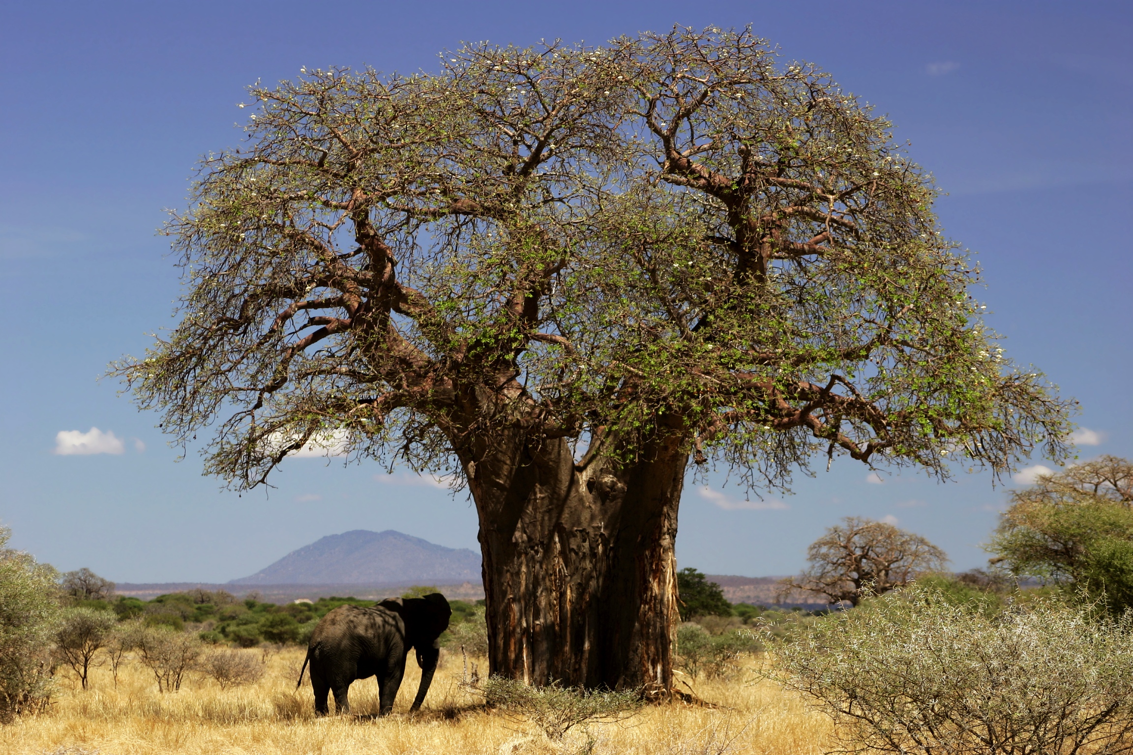 Baobab_and_elephant_Blue Stone Apothecary