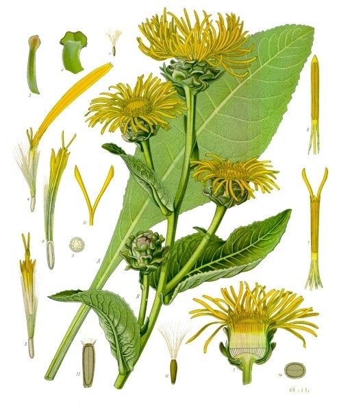 Inula_helenium_-Blue Stone Apothecary