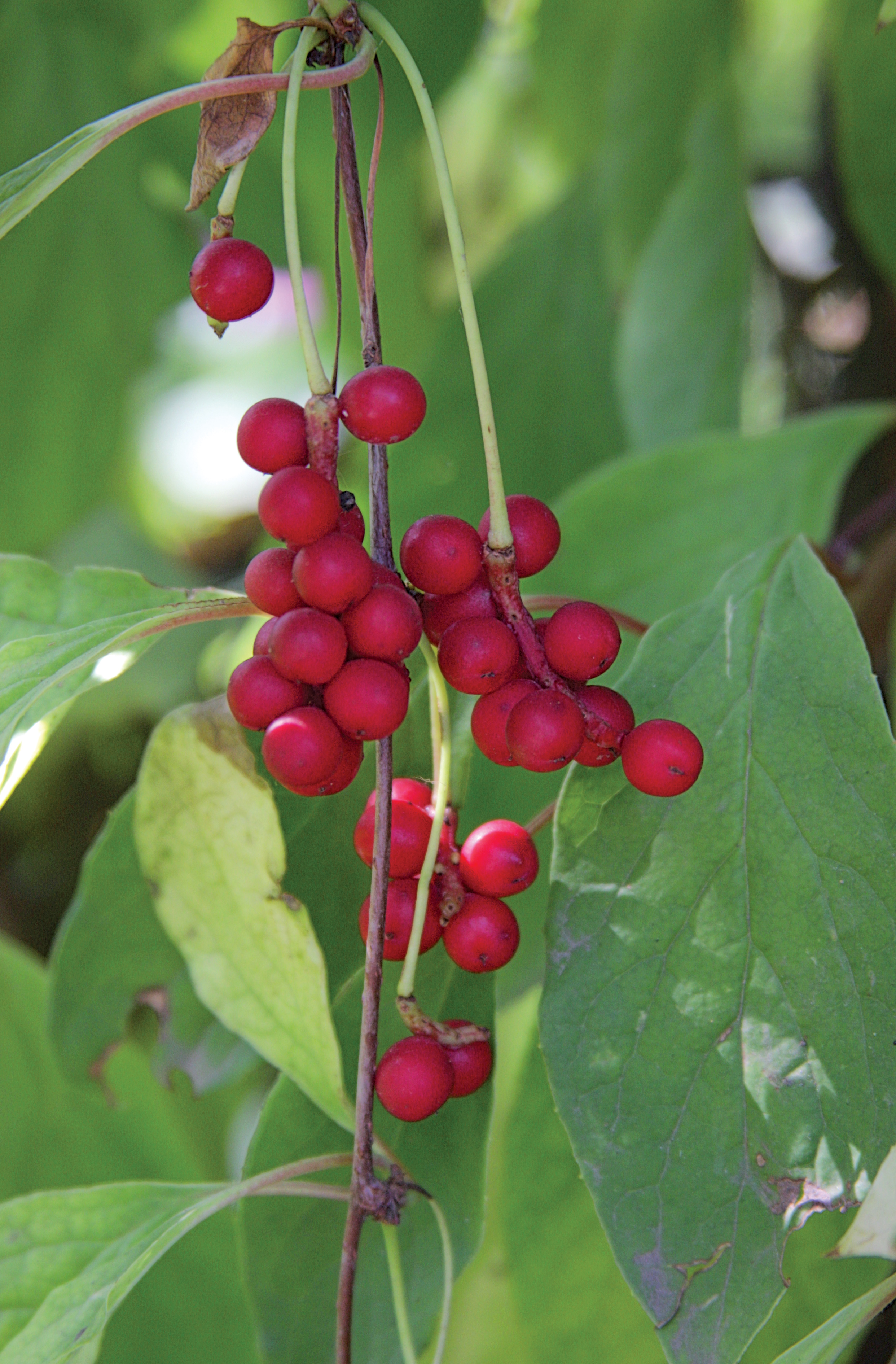 Schisandra_chinensis, blue stone apothecary, blog, herbal blog, herbal education, health and fitness, superfoods, wellness, holistic health