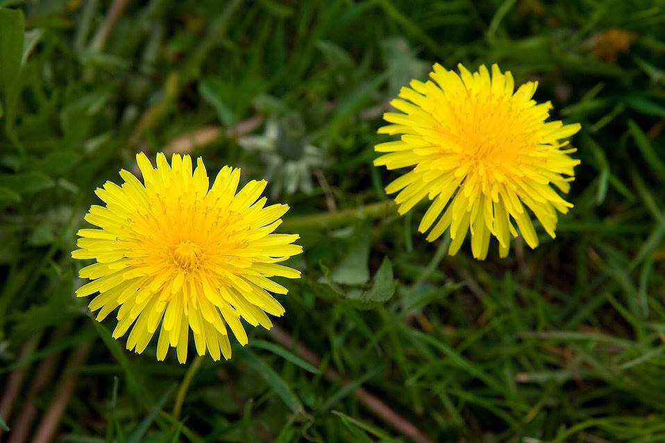 How to easily use Dandelion for its many benefits - Blue Stone Apothecary