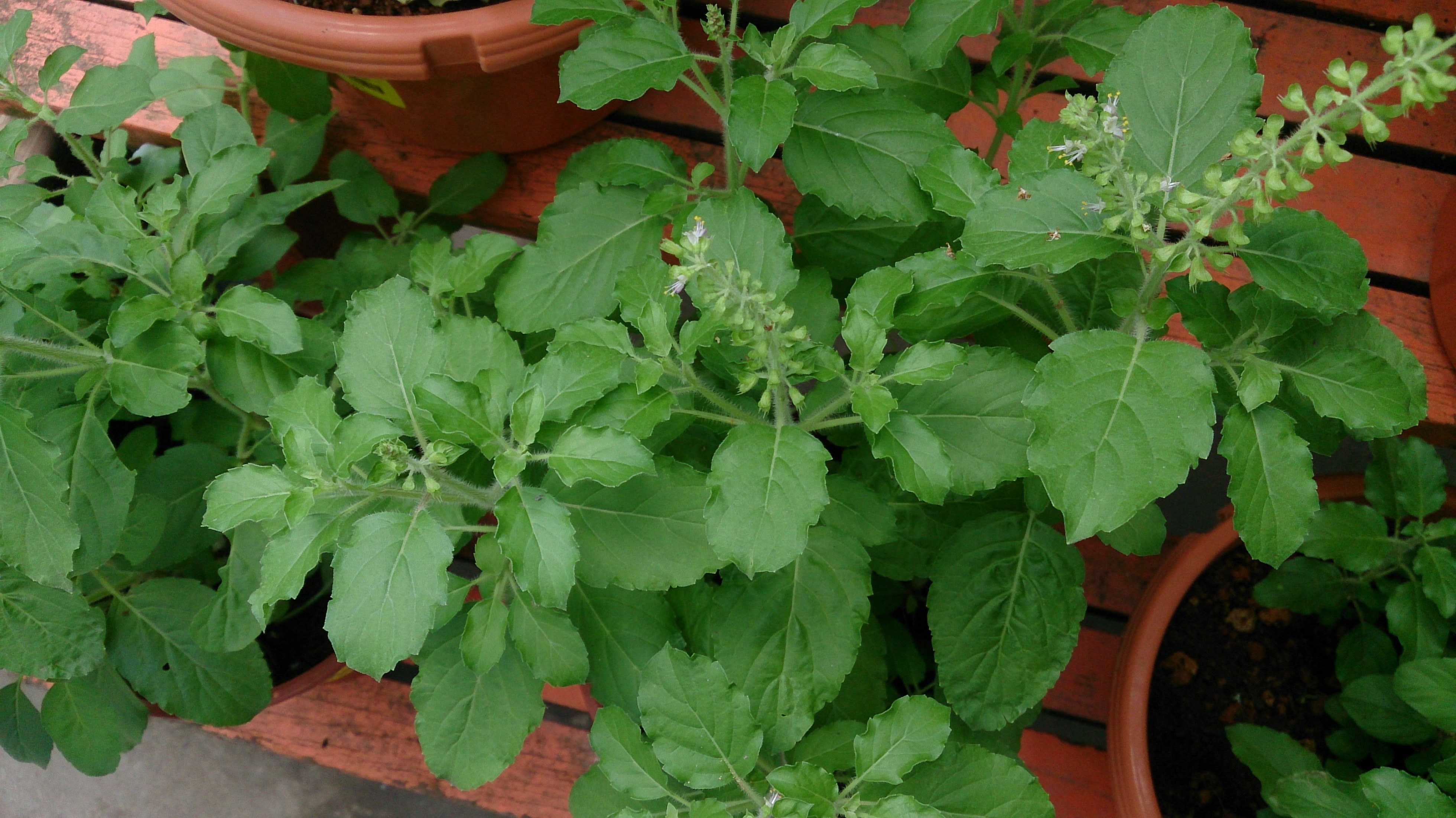 Holy_Basil_(Ocimum_tenuiflorum)_Blue Stone Apothecary - wellness blog