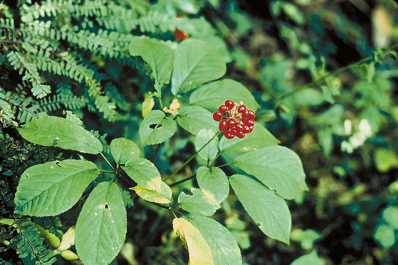 800px-Panax_quinquefolius-blue stone apothecary-adaptogens- adaptogenic- herbs-herbal remedies - stress free- anxiety - depression - panic attack - adrenal fatigue - reduce stress