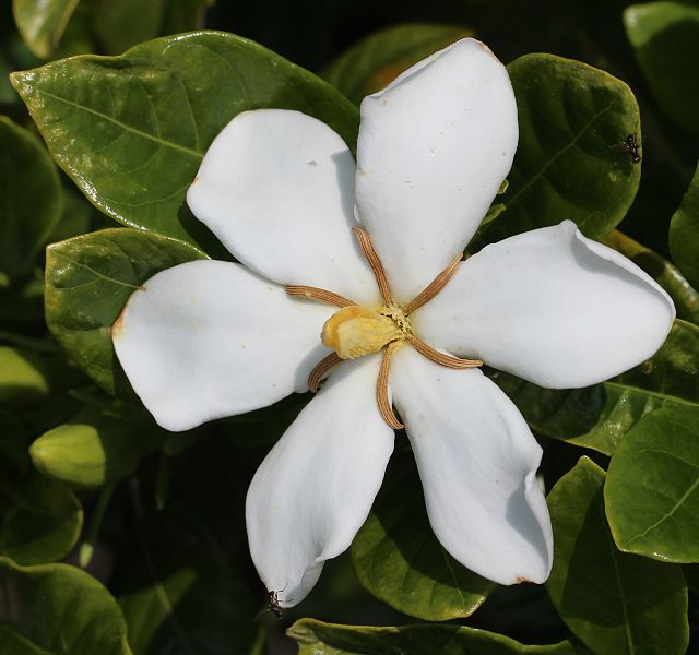 Gardenia_jasminoides